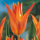 Hectarul - Bulbi de lalea Ballerina, 5 bulbi